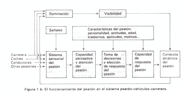 Figura 1b. El funcionamiento del peatón en el sistema peatón-vehículo-carretera.